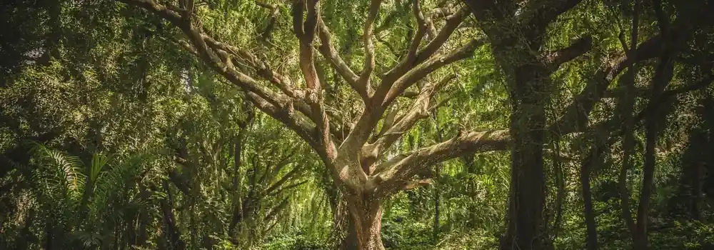 Cachoeira na Chapada dos Veadeiros com vegetação do Cerrado ao redor